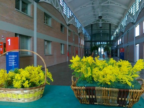 mimose nella galleria Cmc